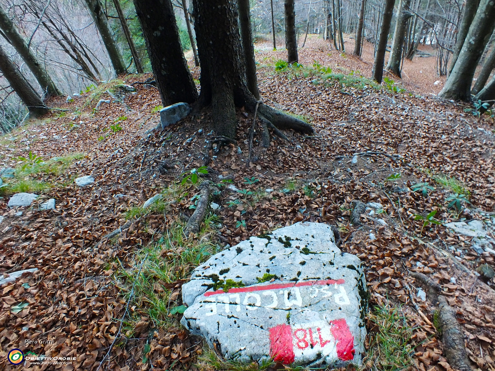 06 Salendo nel bosco di faggeta-pineta.JPG